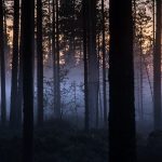 Как не потеряться в лесу