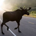 Пешеходы бывают разные, в том числе и на четырех ногах