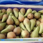 С начала года витебские таможенники пресекли незаконный ввоз в Российскую Федерацию около 320 тонн фруктов и овощей общей стоимостью в 1,2 млн. рублей