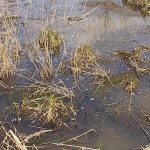 «Внимание – нерест!»