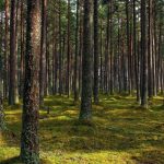 Запрет на посещение лесов отменен
