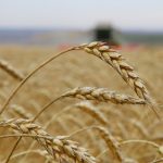 Сохранность сельскохозяйственной продукции во время проведения уборочной кампании в 2021 году