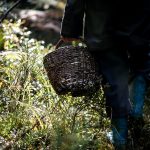 Шесть грибников искали правоохранители Витебщины в минувшие выходные