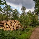 Дрова, заготовленные в обход закона, могут оказаться “золотыми