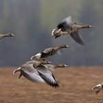 Открытие сезона охоты на гуся