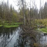 Открывается охота на бобра и выдру