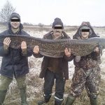 Запрет на лов сома