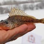 Недопустим замор рыбы
