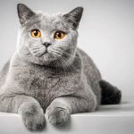 Домашние питомцы – это не только радость, но и серьезная ответственность!