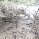 Судебные эксперты установили личность мужчины, чей неопознанный труп был обнаружен в Орше на берегу Днепра