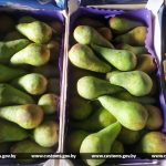 За неделю витебские таможенники пресекли незаконное перемещение в Россию в общей сложности порядка 140 тонн груш