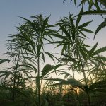 Аграрное увлечение не осталось безнаказанным