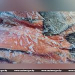 45 тонн форели и хребтов лосося стоимостью более 1 млн. рублей перемещали без сертификатов, подтверждающих безопасность продукции для потребления. Факты установлены белорусскими таможенниками при проведении спецмероприятий