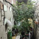 Судебные эксперты исследовали кусты конопли и вещества, обнаруженные в подвале многоэтажки в Витебске