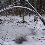 Варварским орудиям браконьерства нет места в лесу!