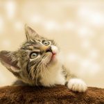 МЫ В ОТВЕТЕ ЗА ТЕХ, КОГО ПРИРУЧИЛИ