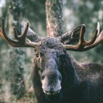 Оршанская межрайонная инспекция информирует