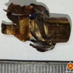 Приговор за краснокнижного зверя