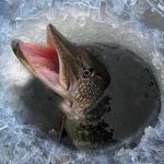 Поможем рыбе дышать