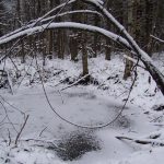 Варварским орудиям браконьерства нет места в лесу!