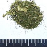 Изъятые у полочанина растения оказались наркосодержащими