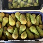 На минувшей неделе, при проведении спецмероприятий вблизи белорусско-российского участка границы, витебские и могилёвские таможенники установили очередные факты незаконной транспортировки груш