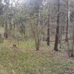 Судебные эксперты установили личность обнаруженного трупа женщины