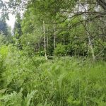 Судебные эксперты установили причину смерти человека в лесу